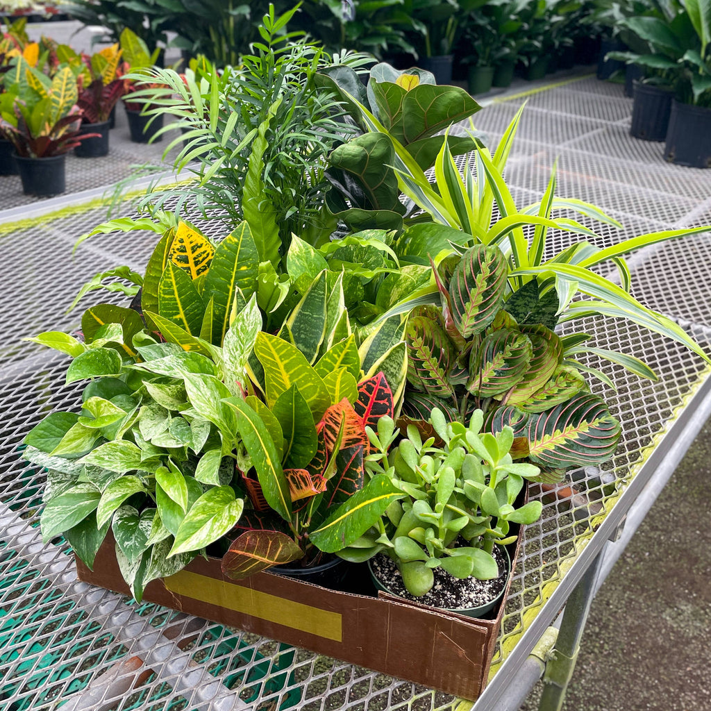 6-inch Live Plant Assortment - Growers Choice Varieties