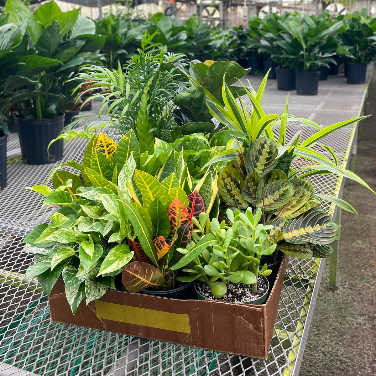 6-inch Live Plant Assortment - Growers Choice Varieties