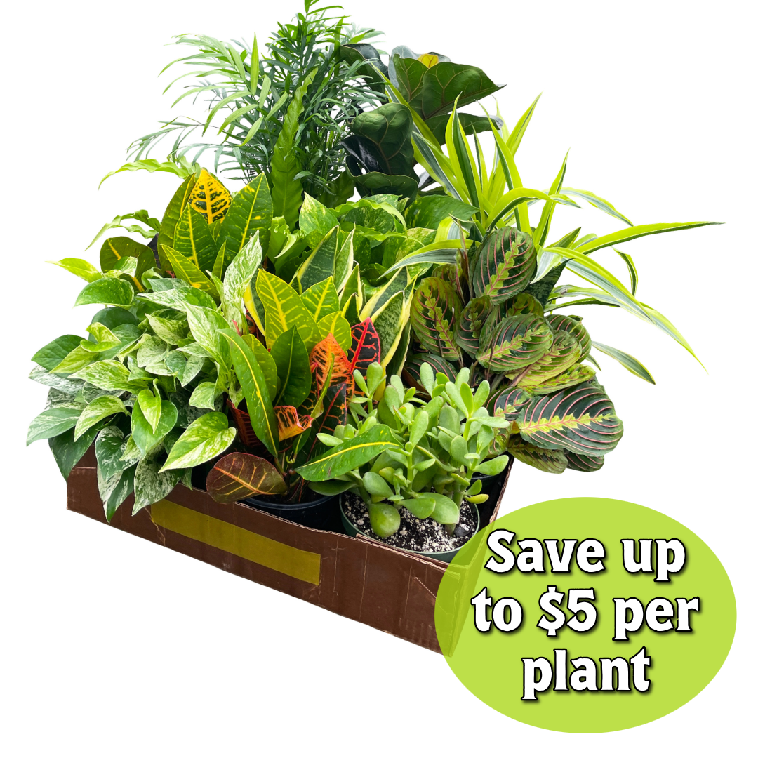 6-inch Live Plant Assortment - Growers Choice Varieties