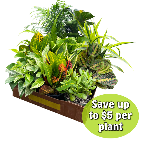 6-inch Live Plant Assortment - Growers Choice Varieties