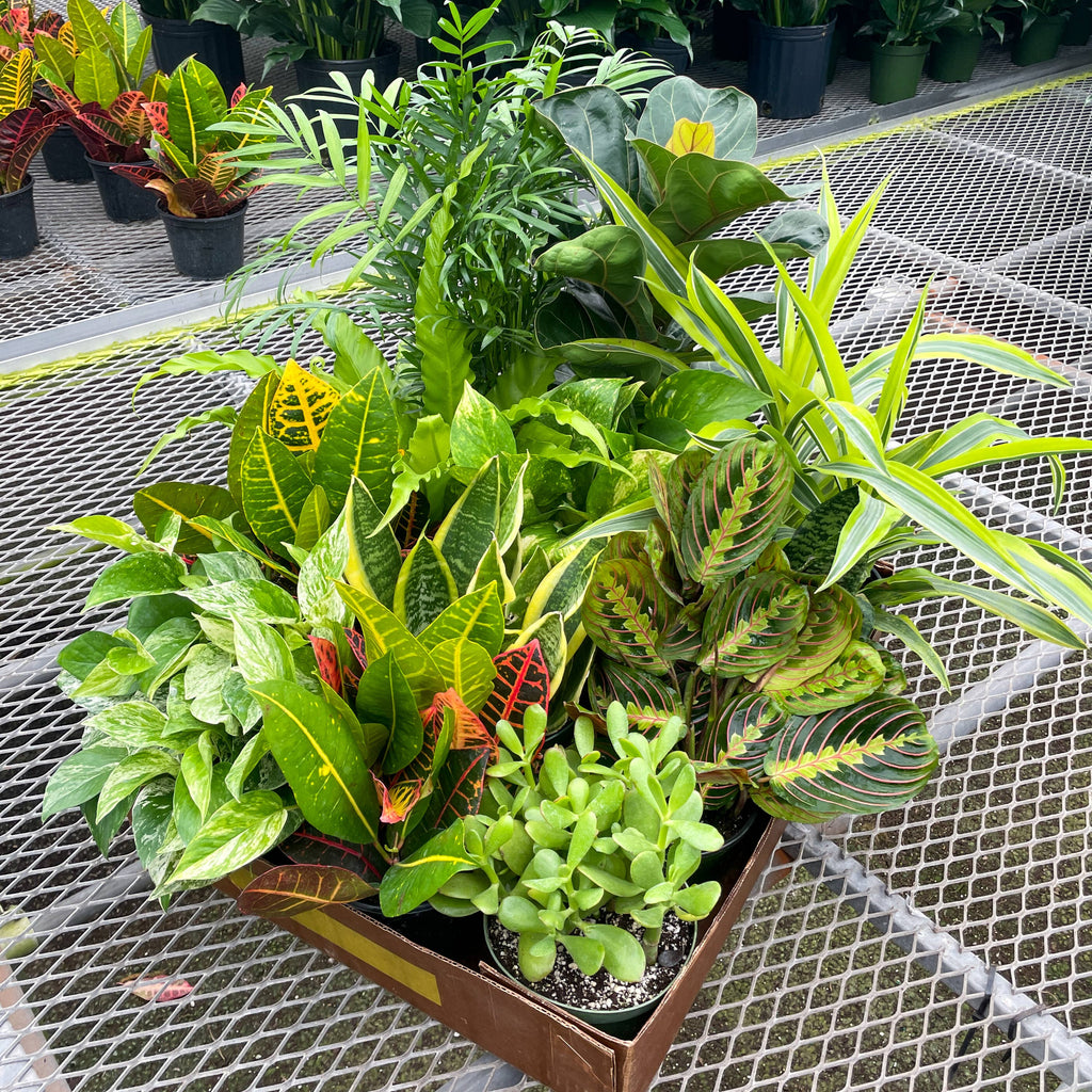 6-inch Live Plant Assortment - Growers Choice Varieties
