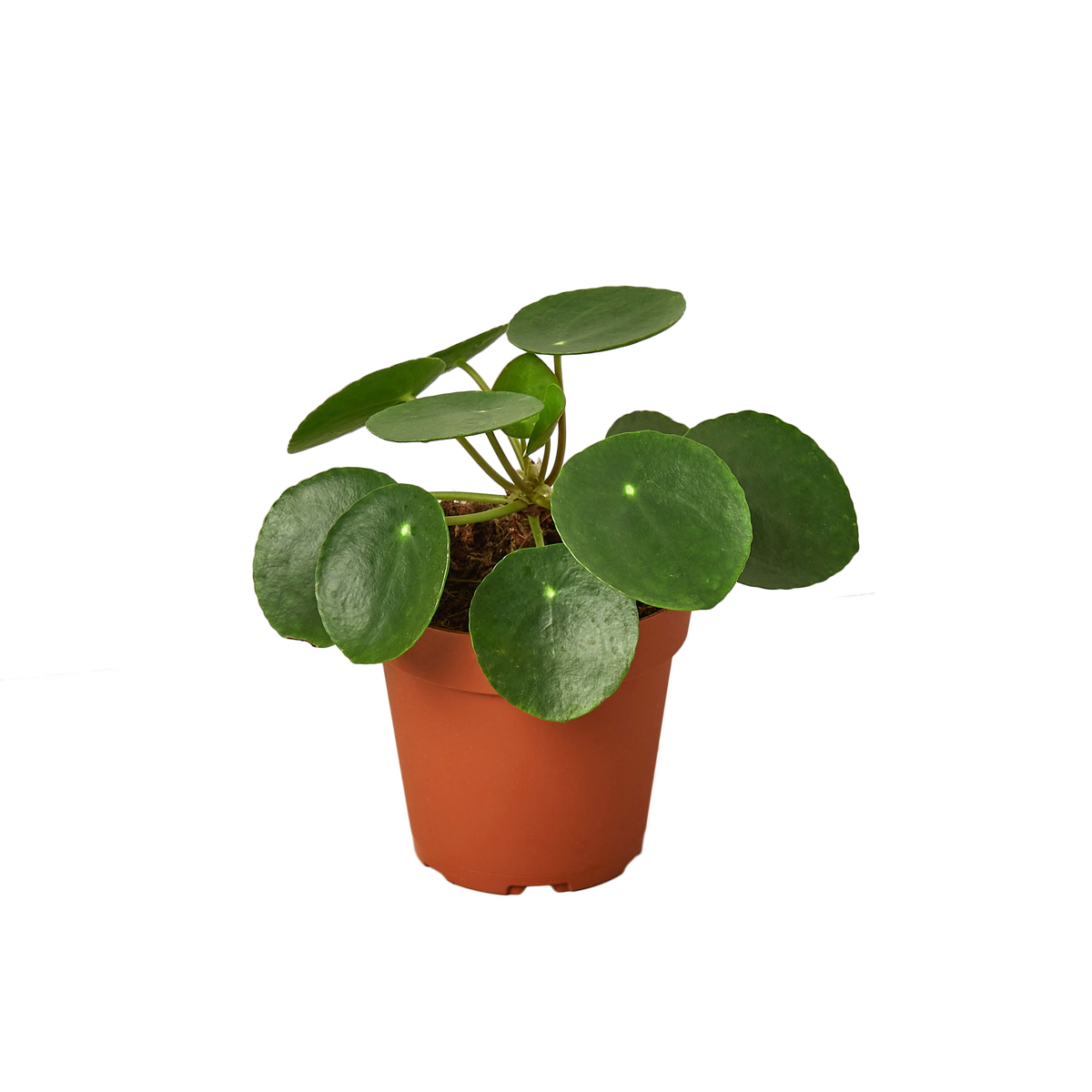 PILEA PEPEROMIODES 4-inch