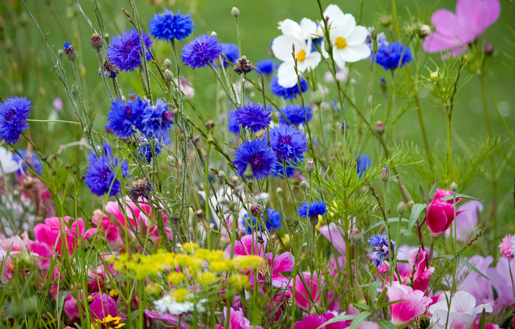 Wildflower Seeds 'Annual Mix'