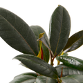FICUS BURGUNDY 4-inch