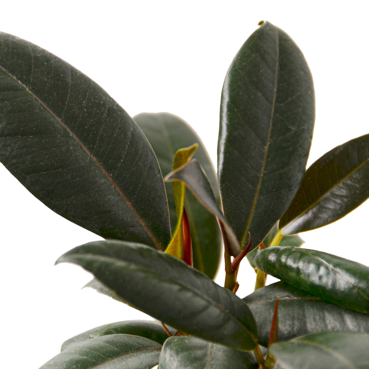 FICUS BURGUNDY 4-inch