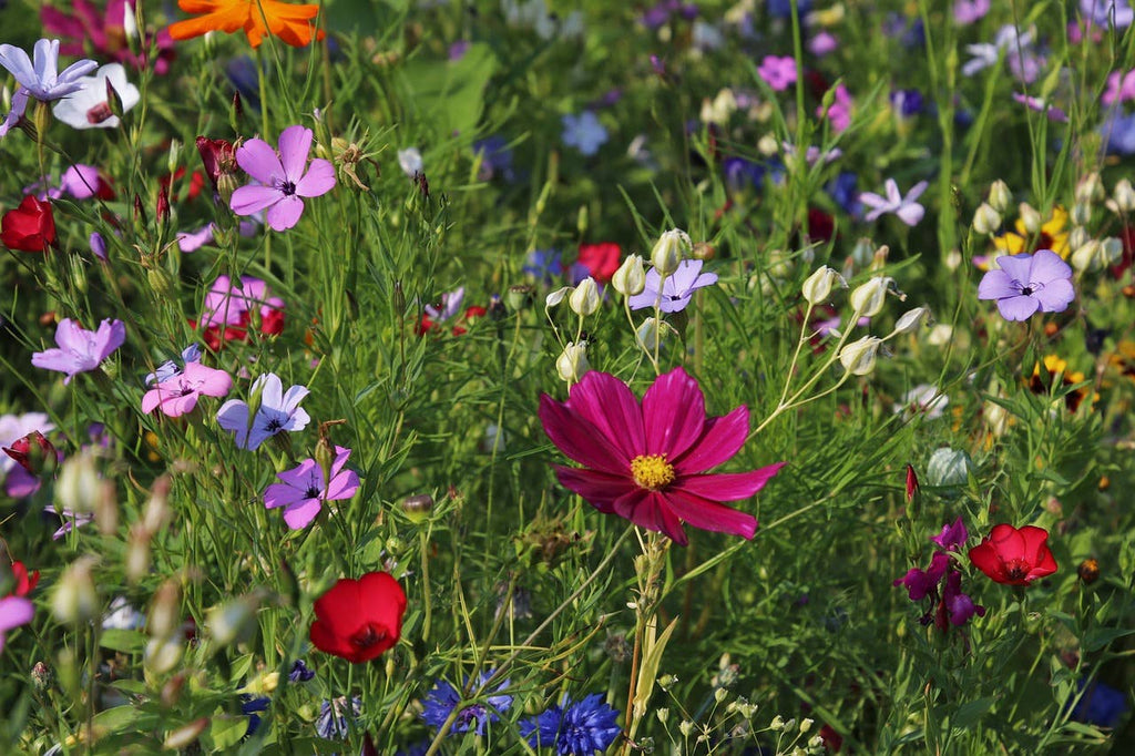 Wildflower Seeds 'Midwest Mix'