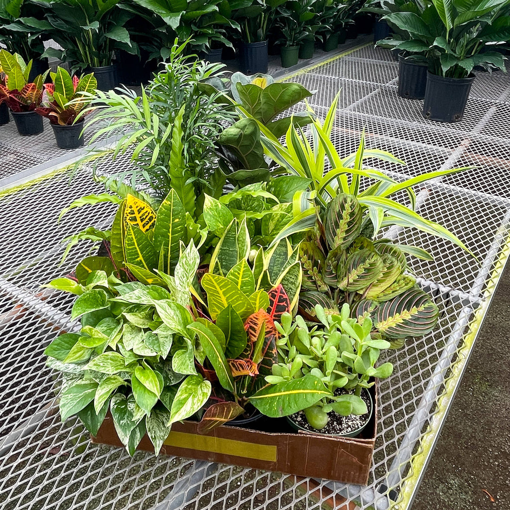 6-inch Live Plant Assortment - Growers Choice Varieties