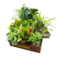 6-inch Live Plant Assortment - Growers Choice Varieties