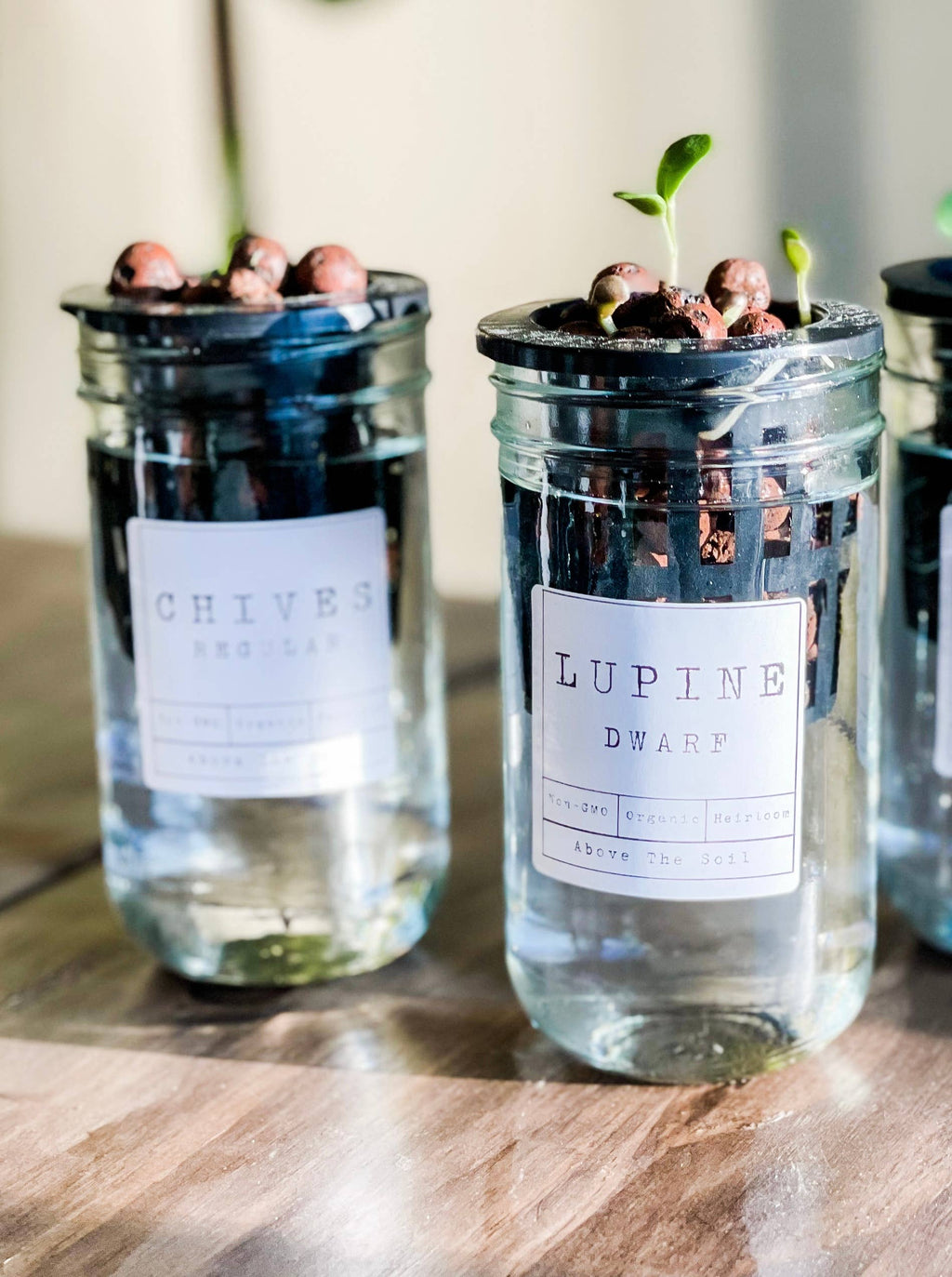 Glass Jar Semi-Hydroponic Garden Kit