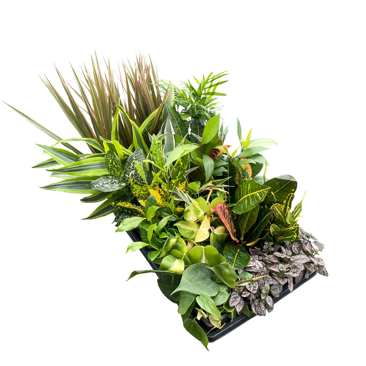 Grower's Choice Houseplant Assortment - 3" Live Plants