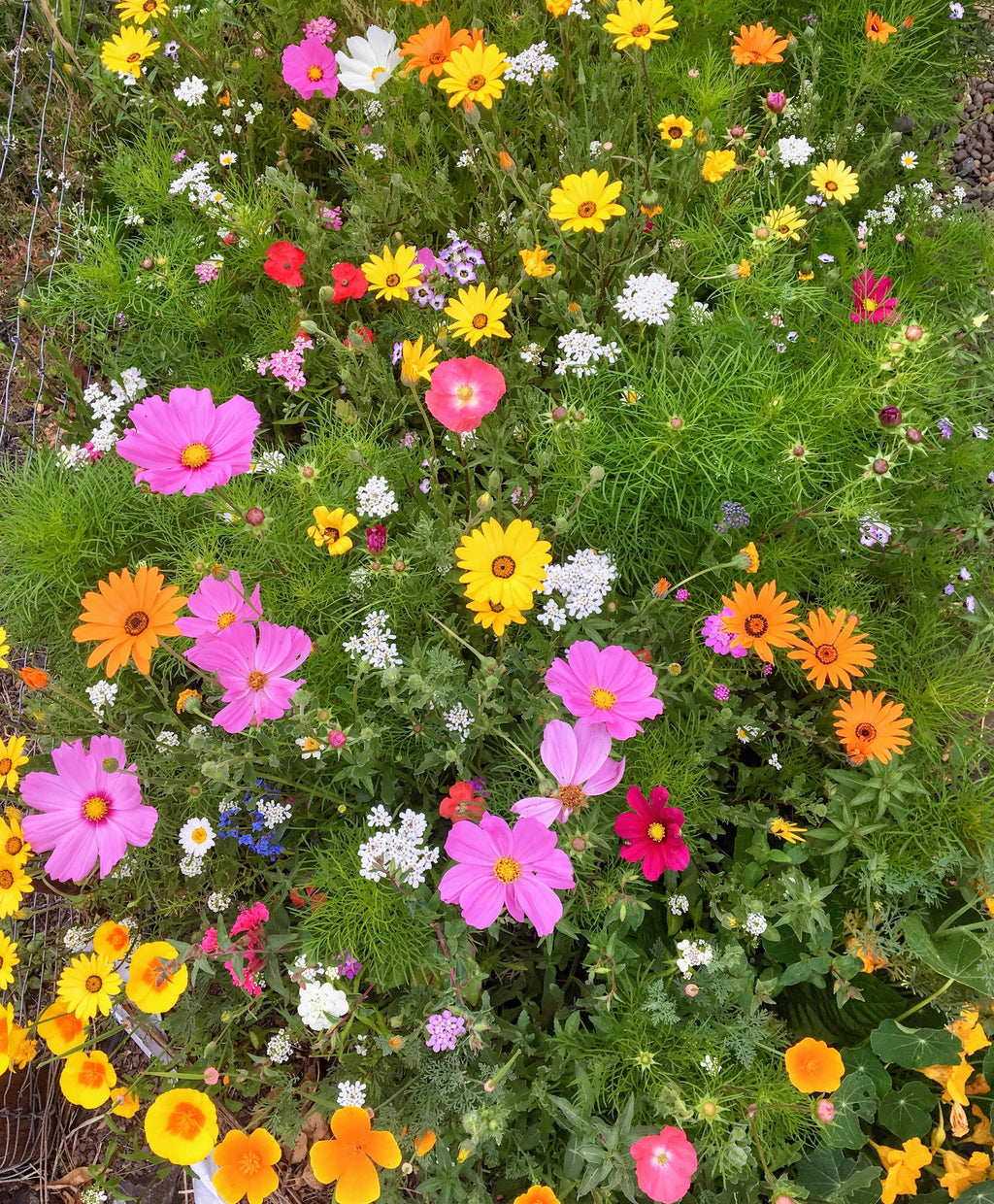 Wildflower Seeds 'Annual Mix'