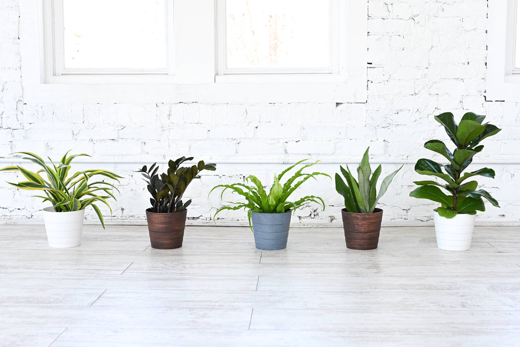 6-inch Live Plant Assortment - Growers Choice Varieties