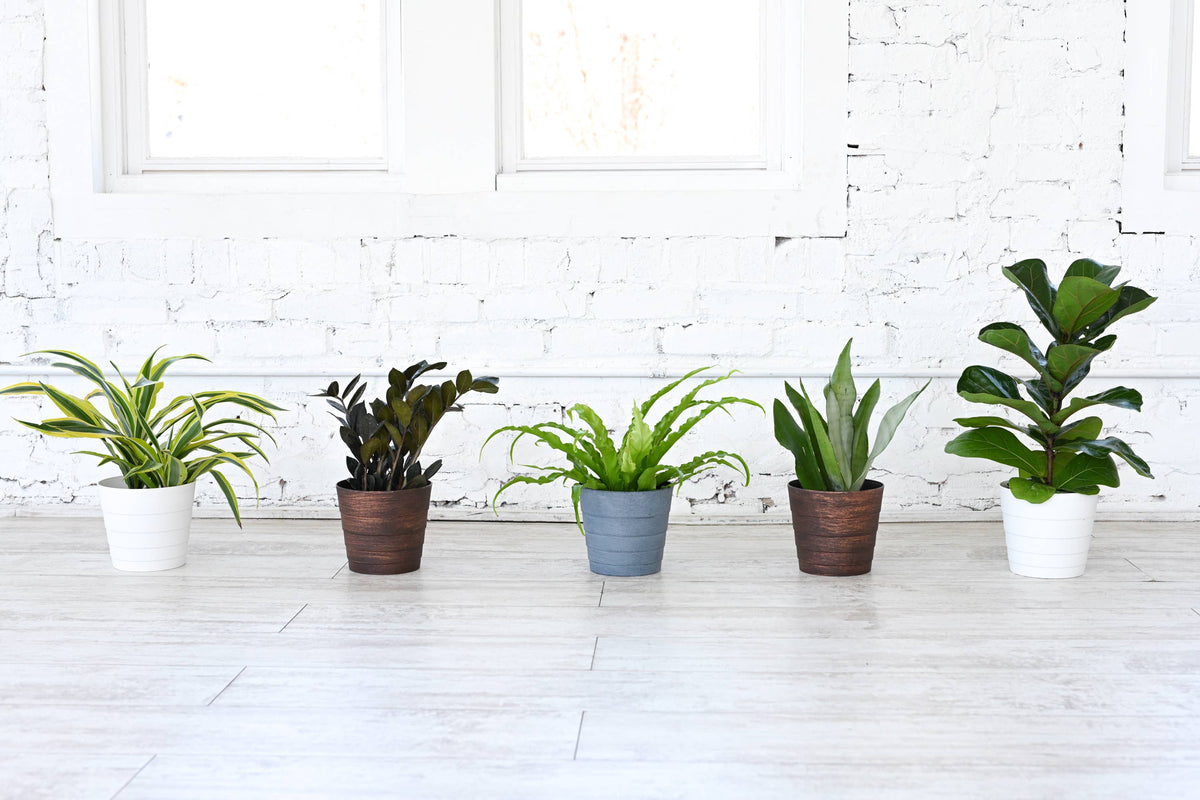 6-inch Live Plant Assortment - Growers Choice Varieties